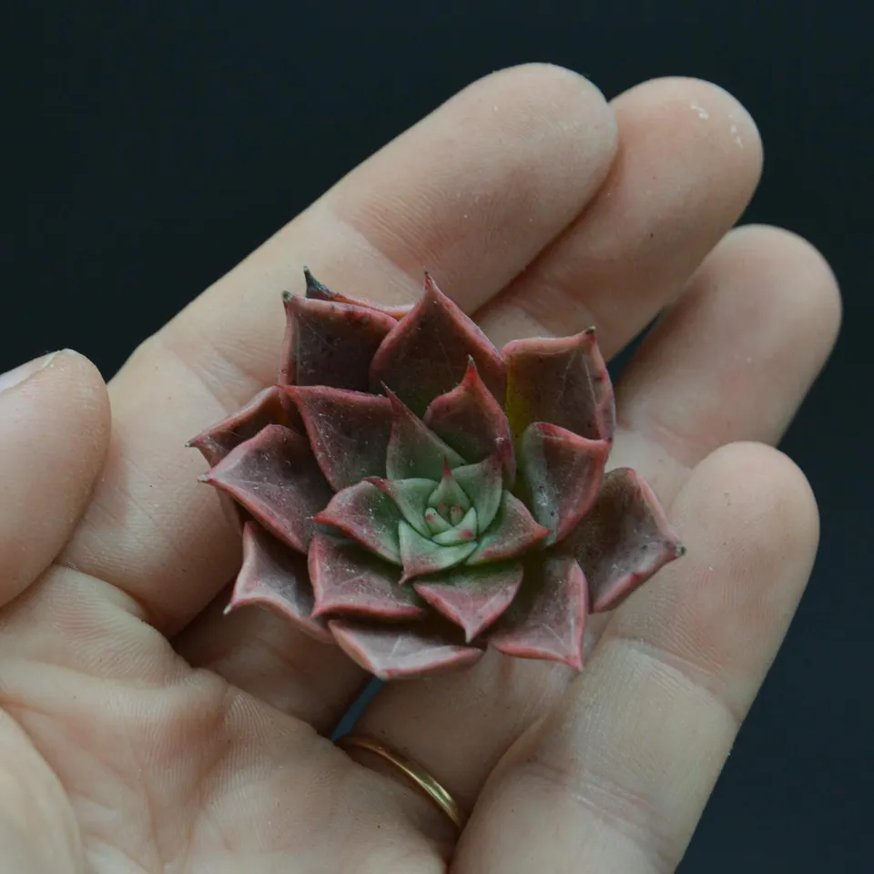 pasiora-echeveria-rosaceae-steckling-cutting image 1