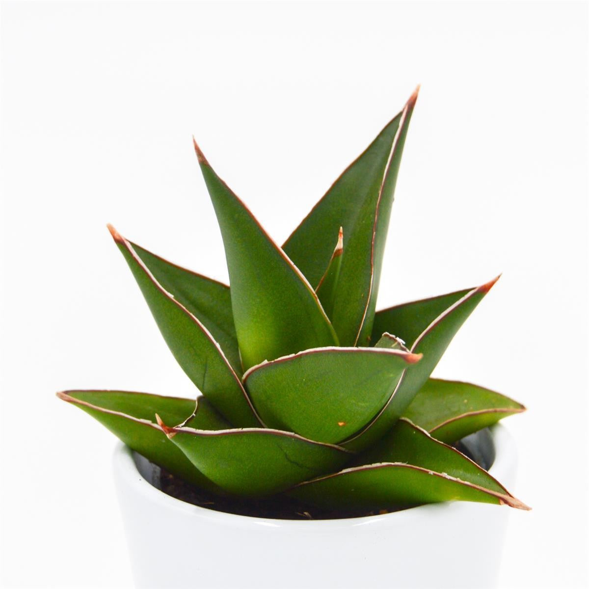 pasiora-sansevieria-abbey-crown-bogenhanf-6cm-topf image 2