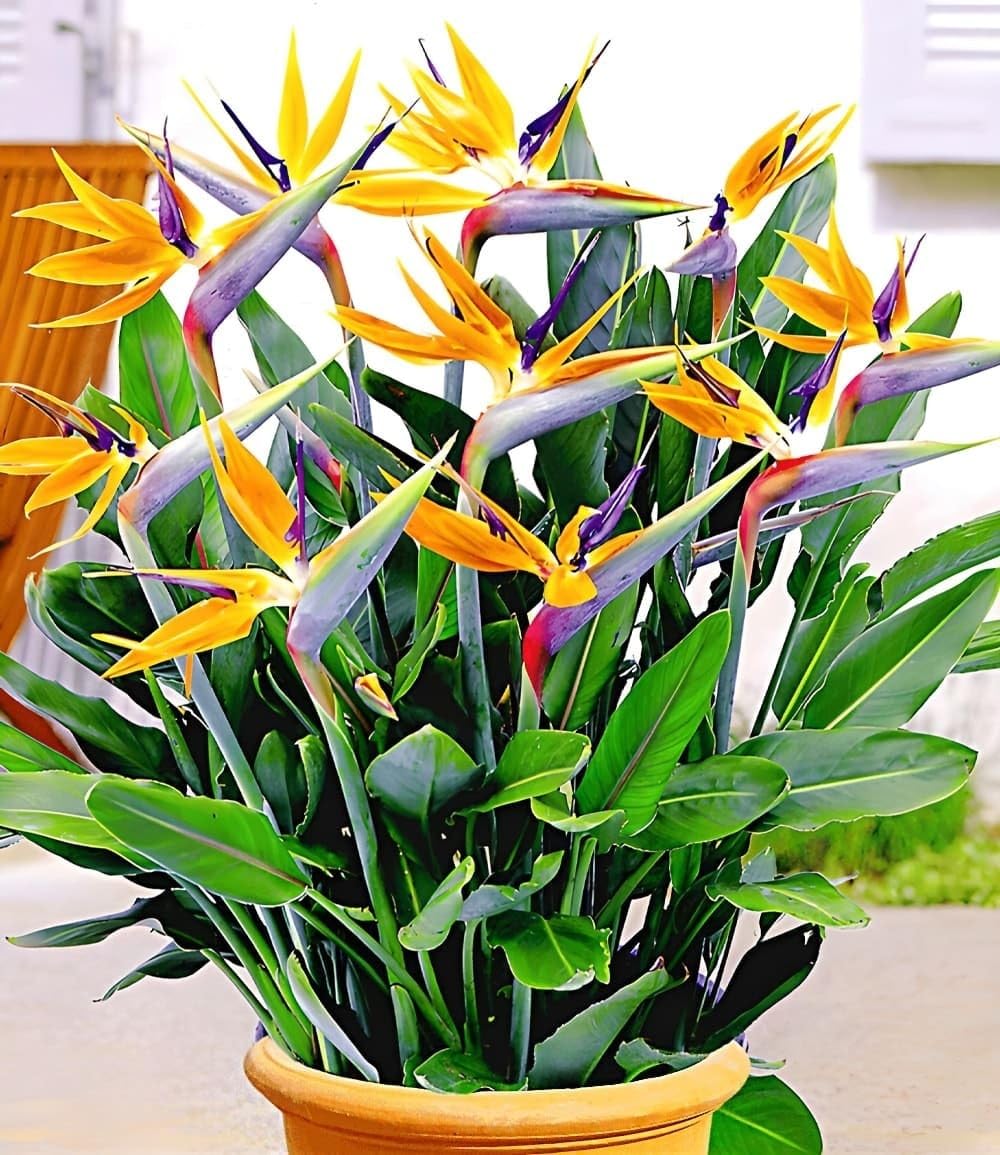 baldur-garten-paradiesvogel-blume-strelitzie-im-12-cm-topf image 2