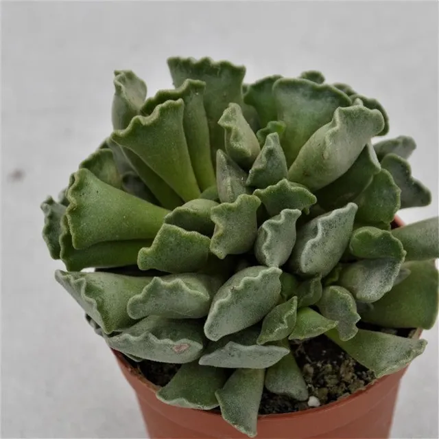 pasiora-adromischus-cristatus-key-lime-pie-knitterblatt-8-5-cm image 1