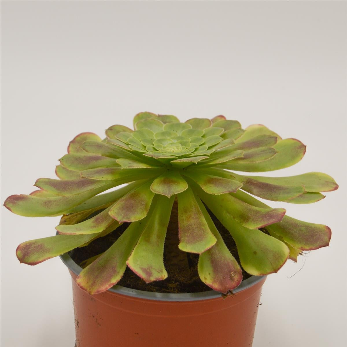 pasiora-aeonium-fiesta-rosetten-dickblatt-13-cm-topf image 2