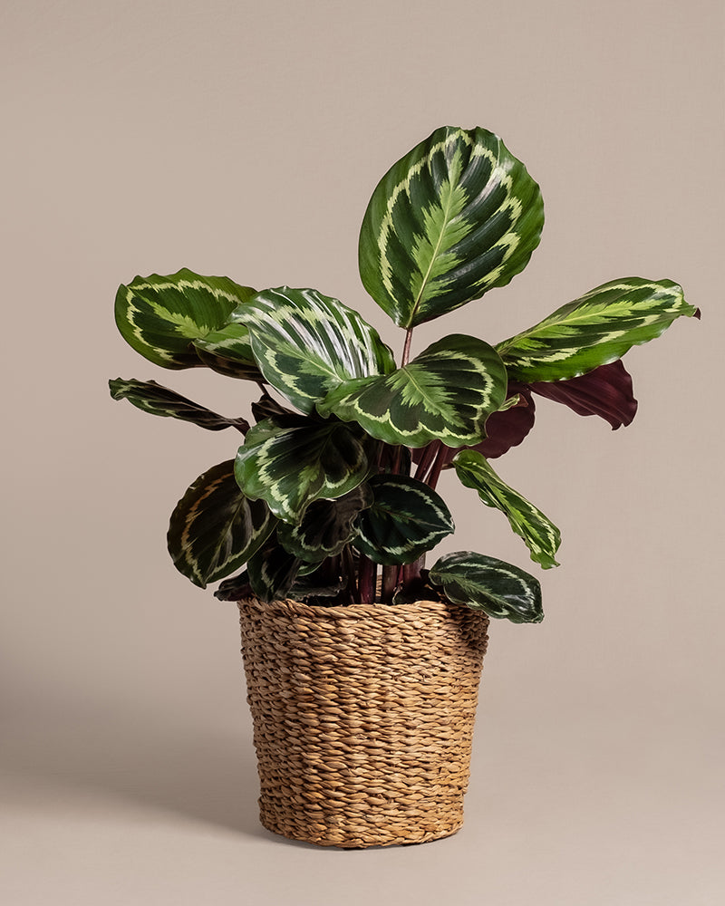 feey-kesat-pflanzkorb-aus-seegras-25-cm image 4