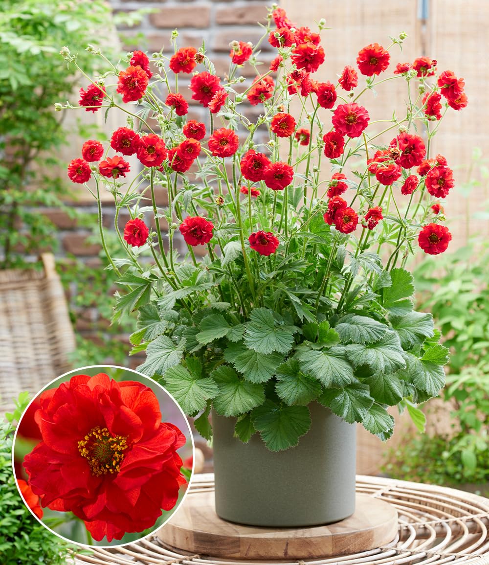 baldur-garten-geum-firestarter-nelkenwurz-im-9x9-cm-topf image 2