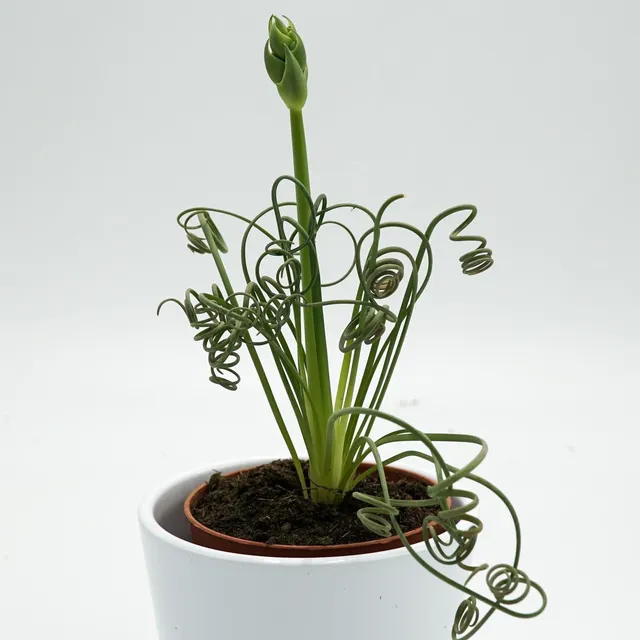 pasiora-albuca-spiralis-fizzle-sizzle-korkenzieher-pflanze-8-5cm image 1