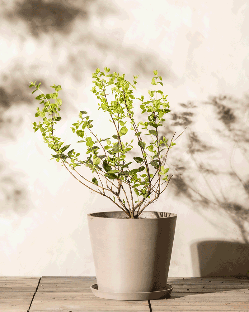 feey-lonicera-purpusii-winterduft-heckenkirsche image 6