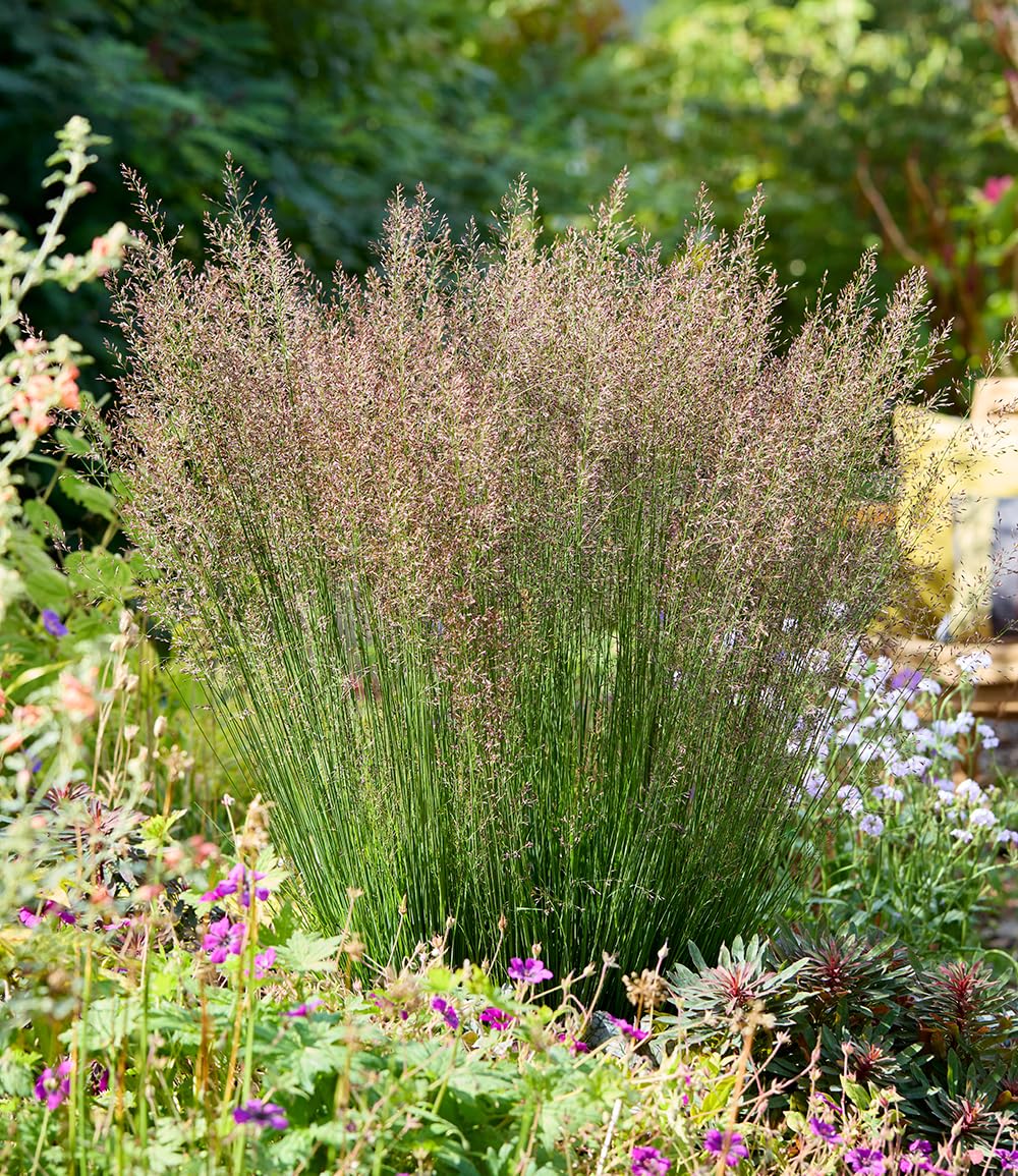 baldur-garten-blaues-pfeifengras-banshee-ziergras-im-9x9-cm-topf image 2
