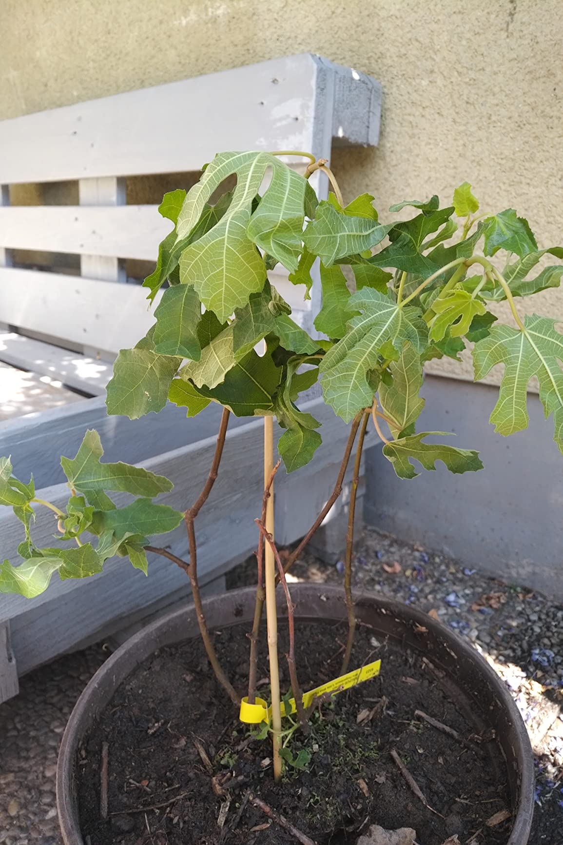 Süßer Baum mit Früchten