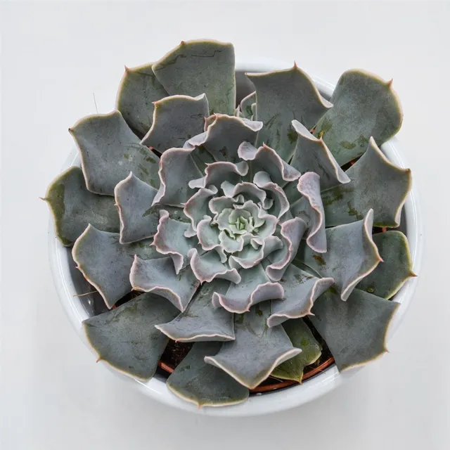 pasiora-echeveria-lavender-runes-sukkulente-8-5cm image 1