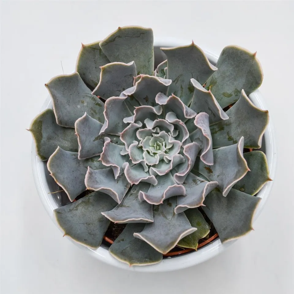 pasiora-echeveria-lavender-runes-sukkulente-8-5cm image 1