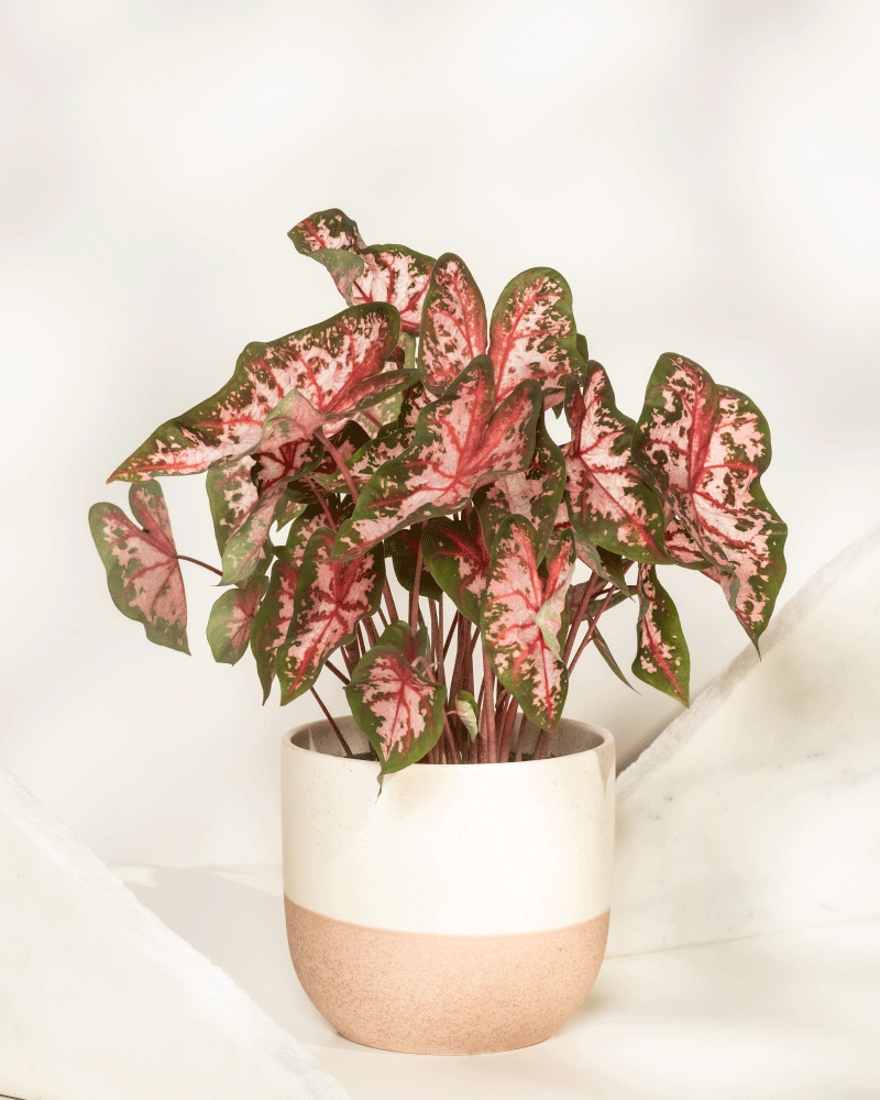 feey-caladium-roze-buntblatt-kaladie-mit-rosa-bl-ttern image 6