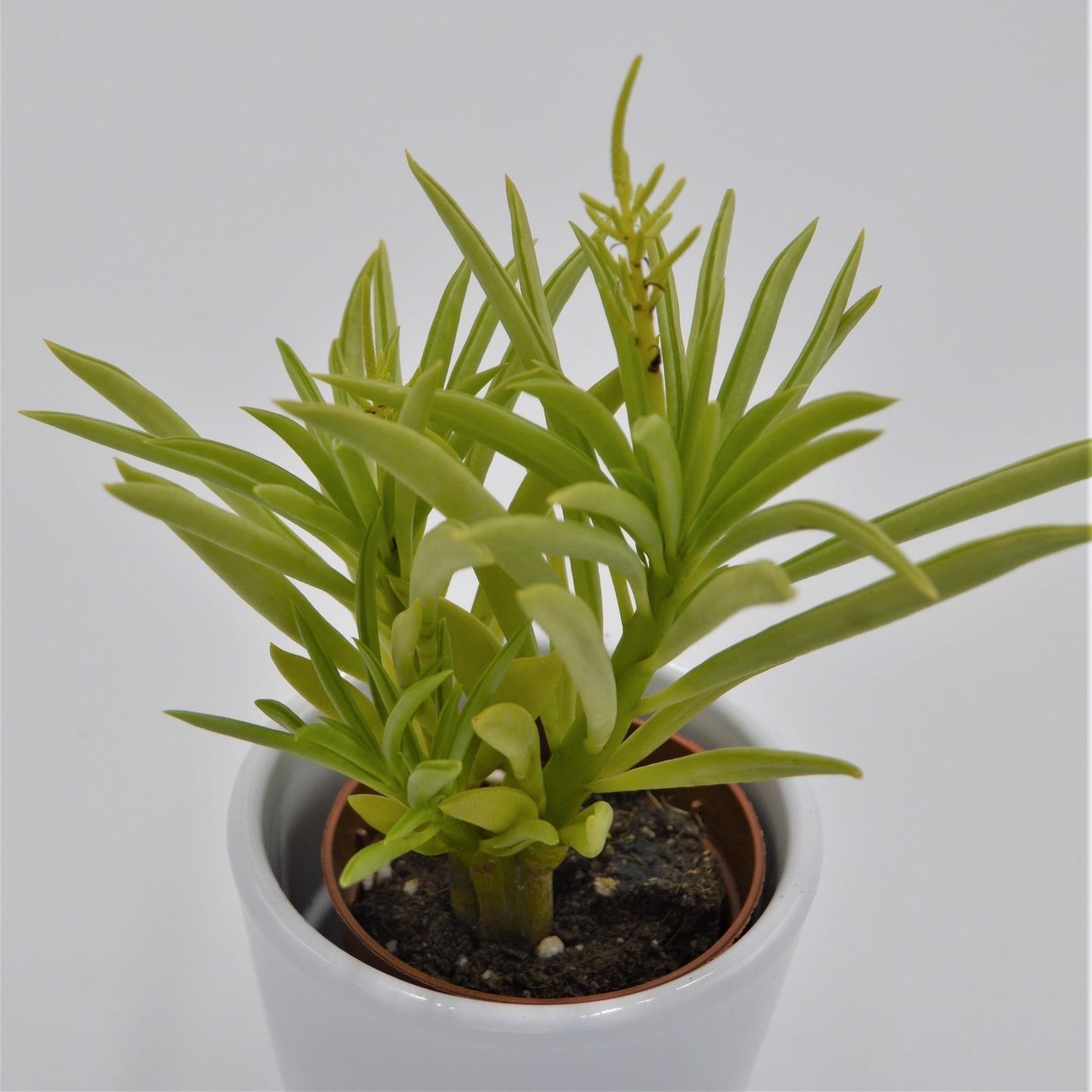 pasiora-peperomia-ferreyrae-sukkulente-5-5cm-topf image 3