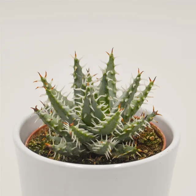 pasiora-aloe-melanacantha-var-erinacea-sukkulente-10-5cm image 1