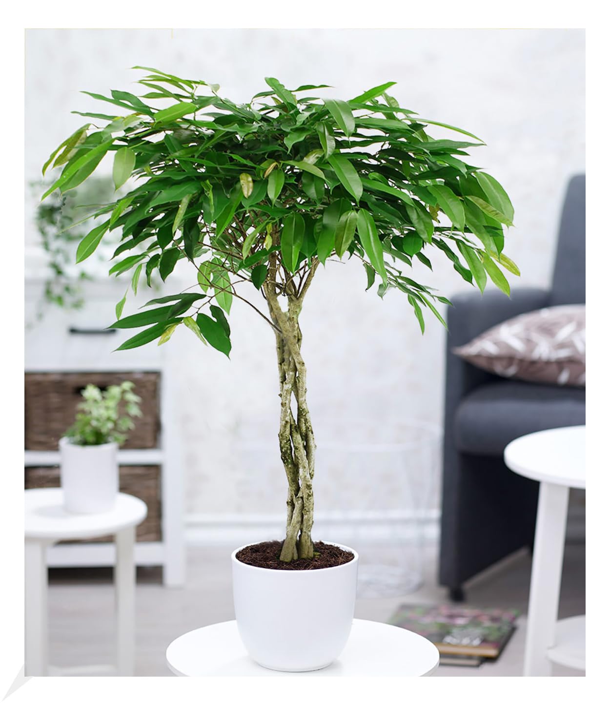 baldur-garten-efeutute-am-moosstab-110-120-cm image 5