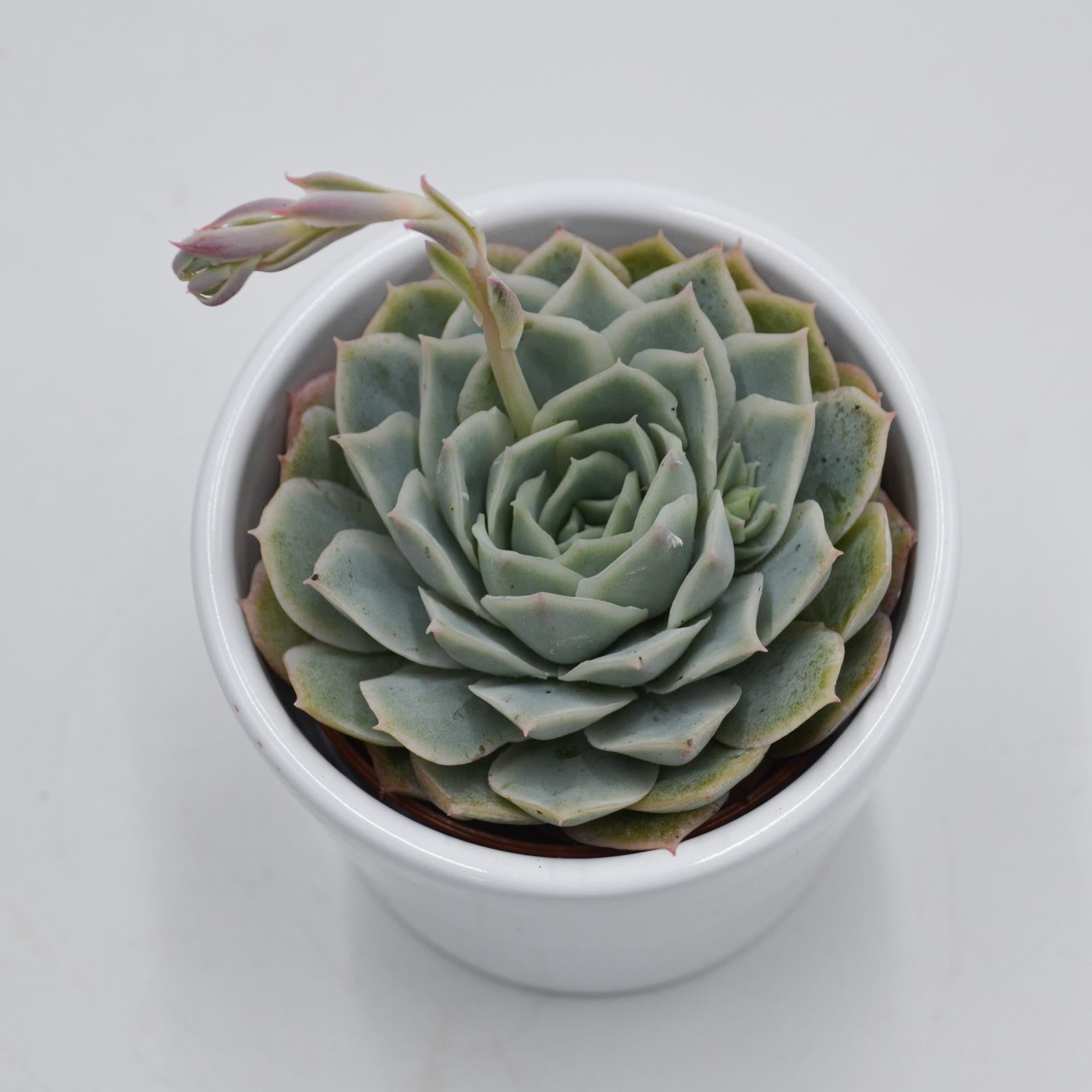 pasiora-echeveria-silent-moon-sukkulente-6cm-topf image 1