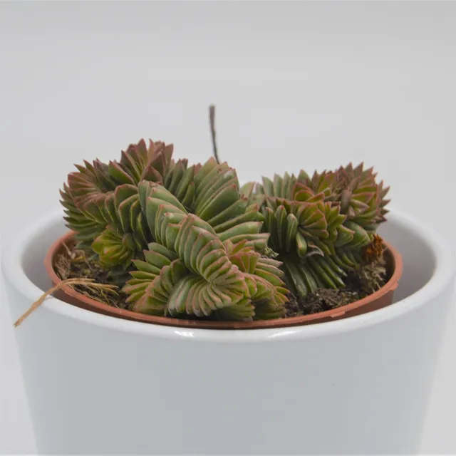 pasiora-crassula-new-temple-sukkulente-8-5cm-topf image 1
