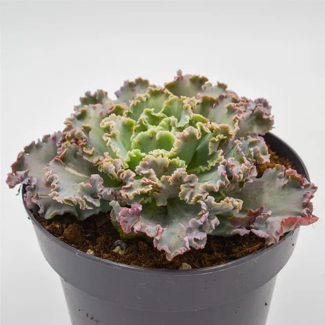 pasiora-echeveria-chantilly-xxl-rosette-17cm-topf image 1