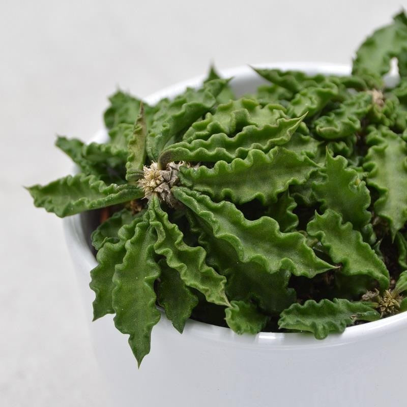 pasiora-euphorbia-decaryi-sukkulente-10-5cm-topf image 1