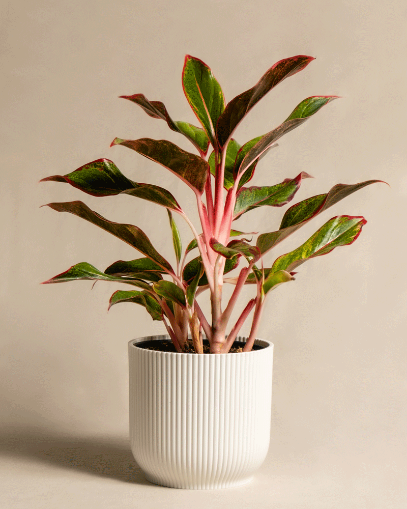 feey-aglaonema-jungle-red-kolbenfaden-mit-roten-bl-ttern-klein image 6