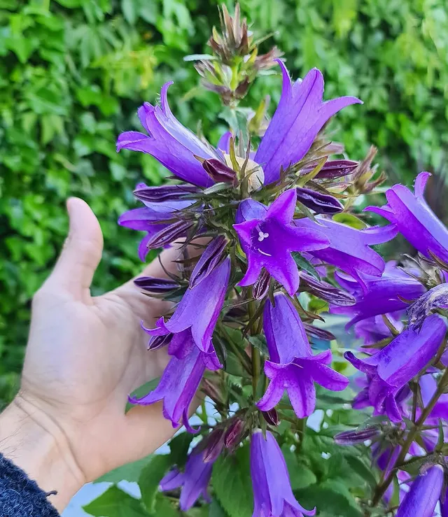 baldur-garten-campanula-rebelle-staude-knolle-gr-e-i image 1