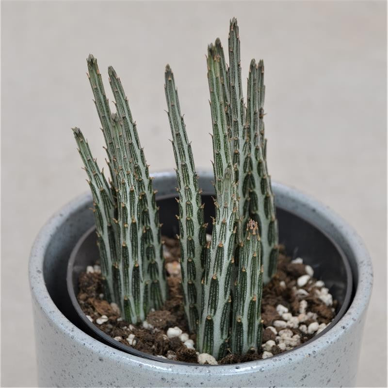 pasiora-senecio-stapeliiformis-sukkulente-10-5-cm image 1