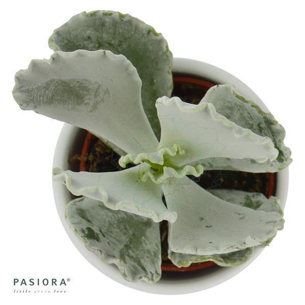 pasiora-cotyledon-undulata-sukkulente-6cm-topf image 1