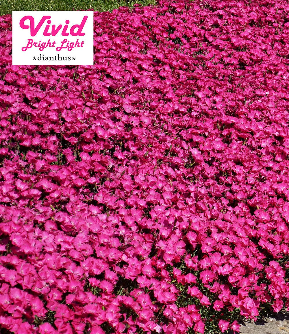 baldur-garten-bodendecker-nelke-vivid-3x-im-9x9-cm-topf image 5