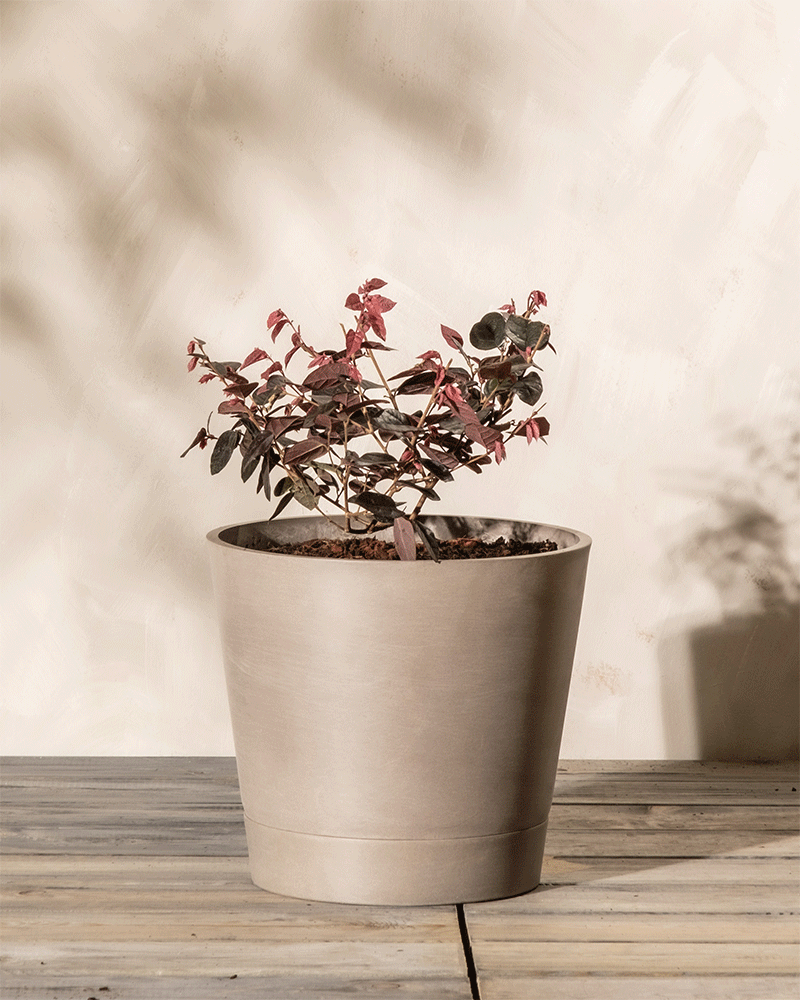 feey-loropetalum-chinense-fire-dance-riemenbl-te-1-2-m image 6