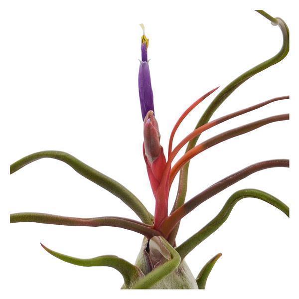 pasiora-tillandsia-bulbosa-regenwaldtillandsie image 2