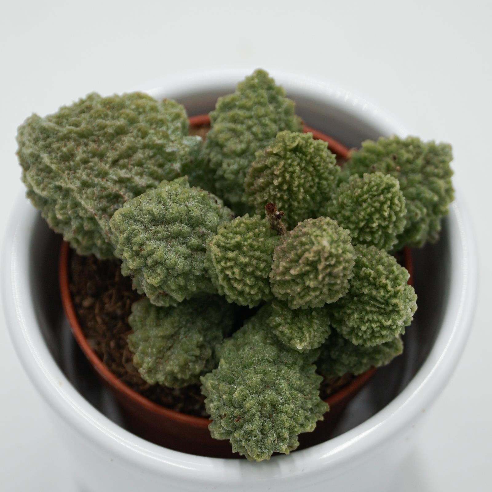 pasiora-adromischus-green-coral-sukkulente-5-5cm-topf image 1