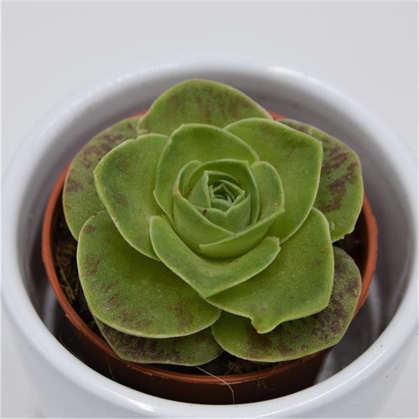 pasiora-greenovia-diplocycla-sukkulente-5-5cm-topf image 1