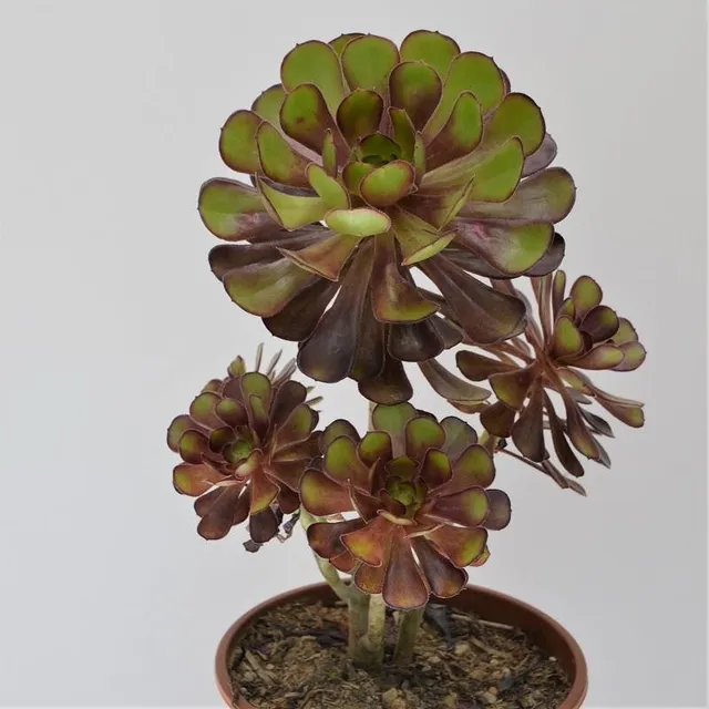 pasiora-aeonium-arboreum-rosettendickblatt-17cm image 1