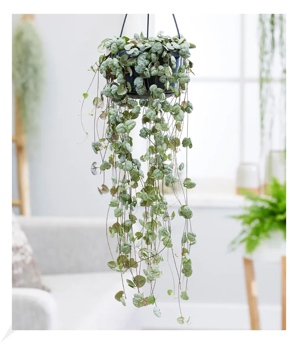 baldur-garten-leuchterblume-ceropegia-h-ngepflanze-im-11-cm-topf image 1