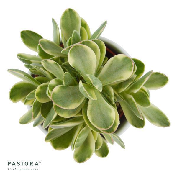 pasiora-crassula-money-maker-variegata-sukkulente-6-cm image 3