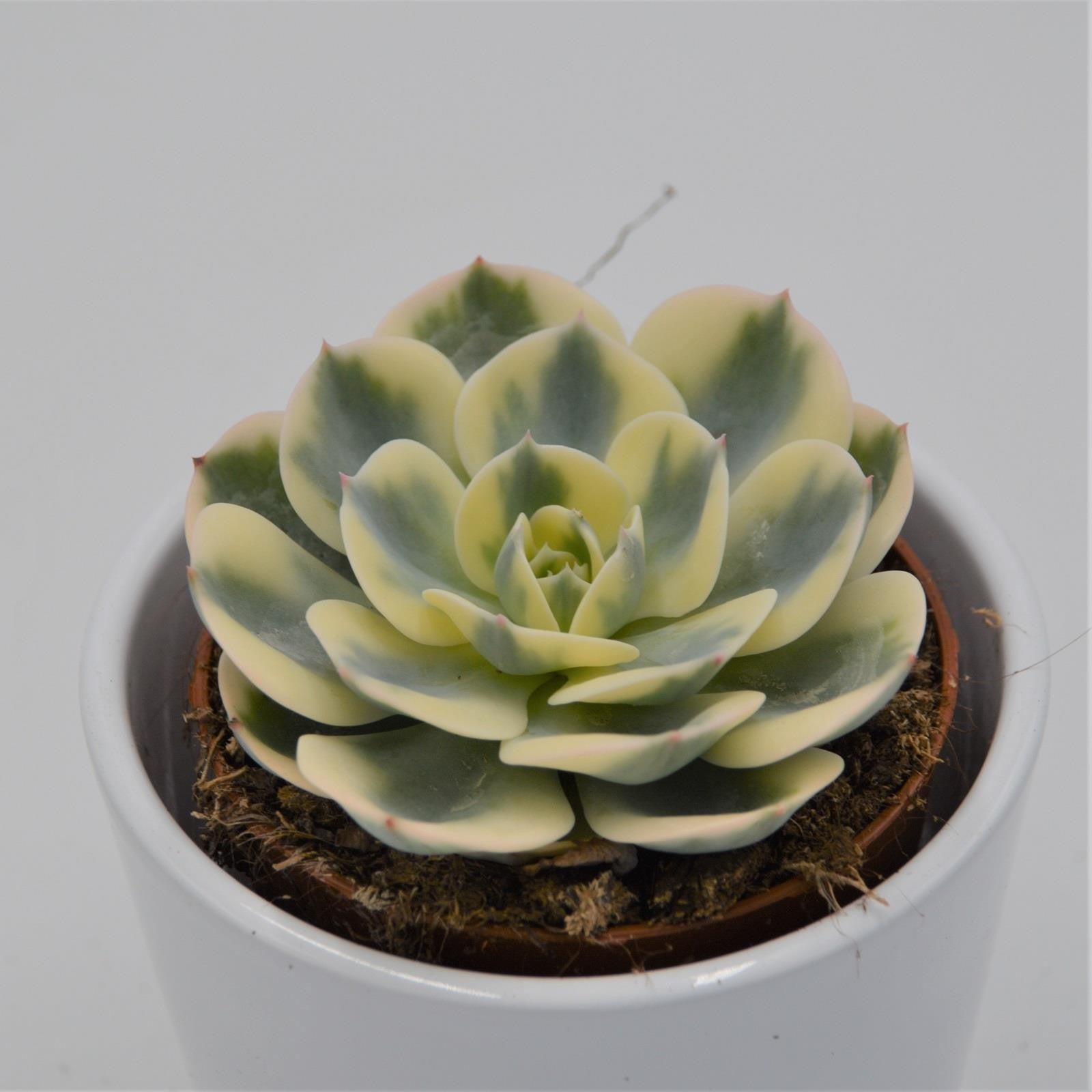 pasiora-echeveria-compton-carousel-sukkulente-8-5cm-topf image 2