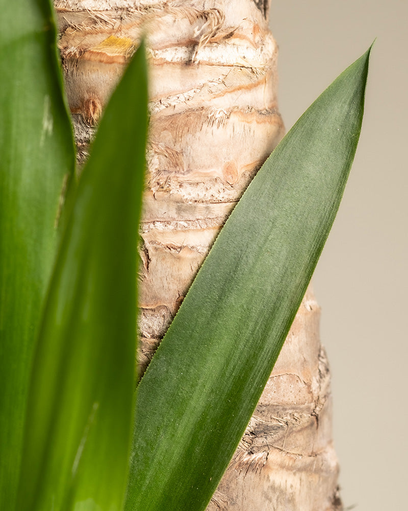 feey-gro-e-yucca-elephantipes-yucca-palme-xl-im-30-cm-topf image 7