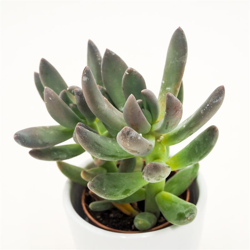 pasiora-x-pachyveria-blue-mist-sukkulente-5-5-cm-topf image 3