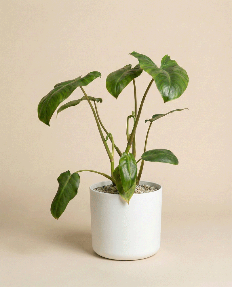 feey-philodendron-paraiso-verde-schweizer-zimmerpflanze image 7