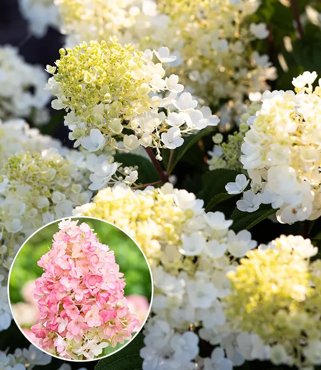 baldur-garten-rispen-hortensie-living-little-blossom-hydrangea-im-9x9-cm-topf image 1