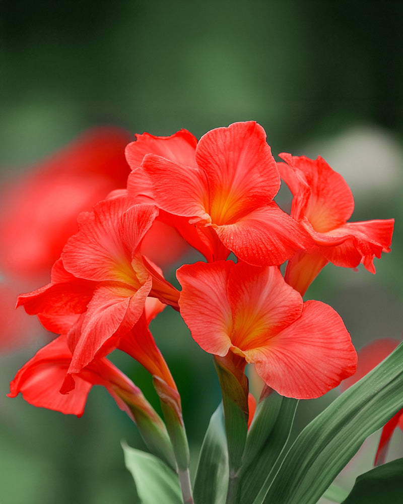 feey-canna-rot-blumenrohr-rhizome image 2
