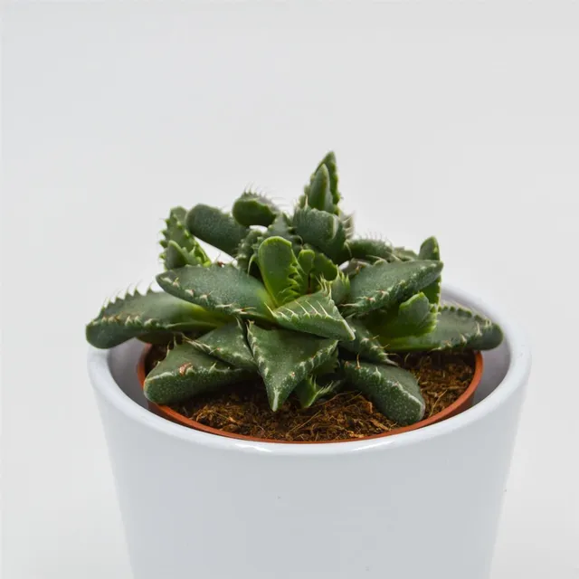 pasiora-faucaria-tigrina-tigerschlund-sukkulente-8-5cm image 1