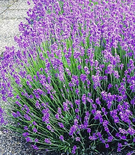 baldur-garten-winterharte-stauden-lavendel-mix-9er-set-im-9x9-cm-topf image 7
