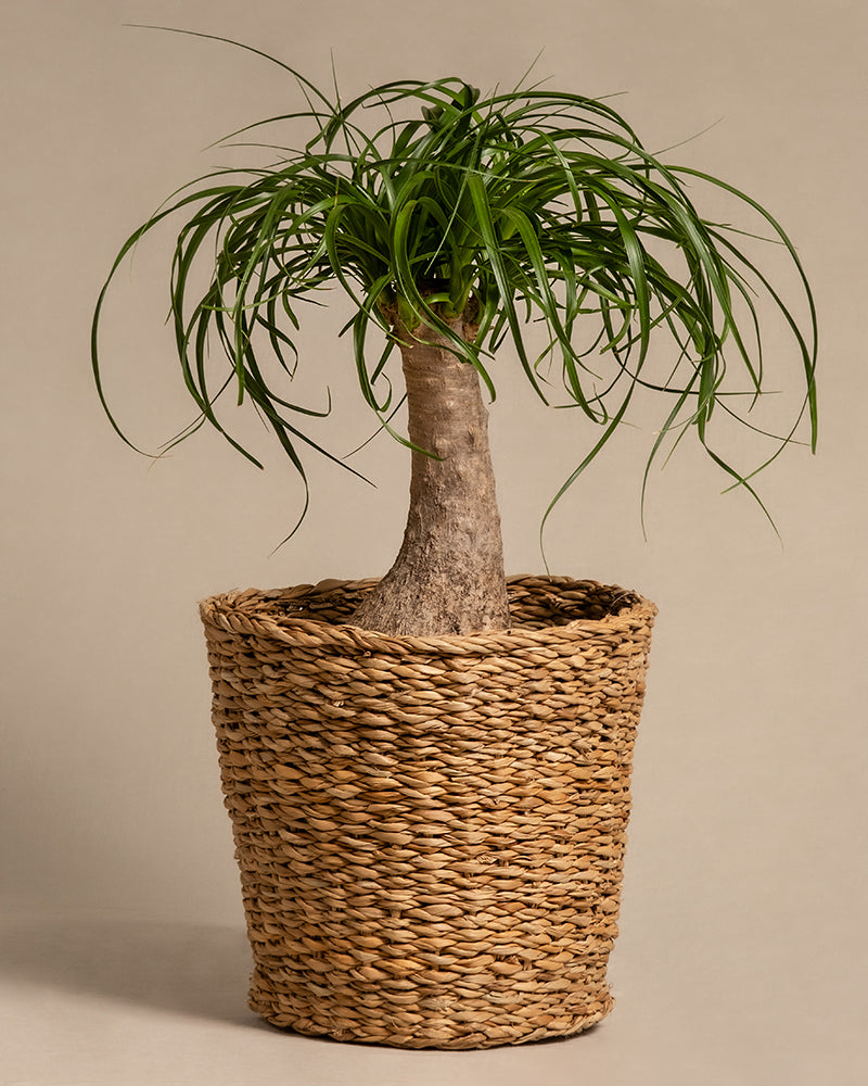 feey-elefantenfu-beaucarnea-recurvata-mittel image 8
