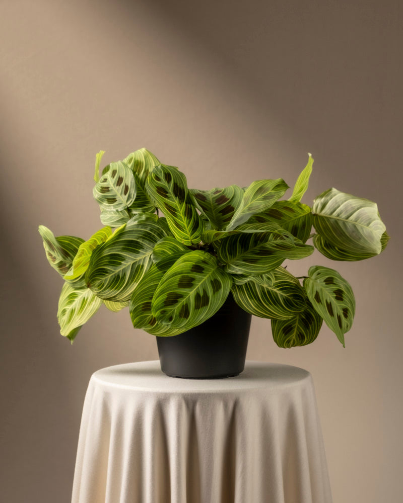 feey-maranta-light-veins-rarit-t-zimmerpflanze image 3