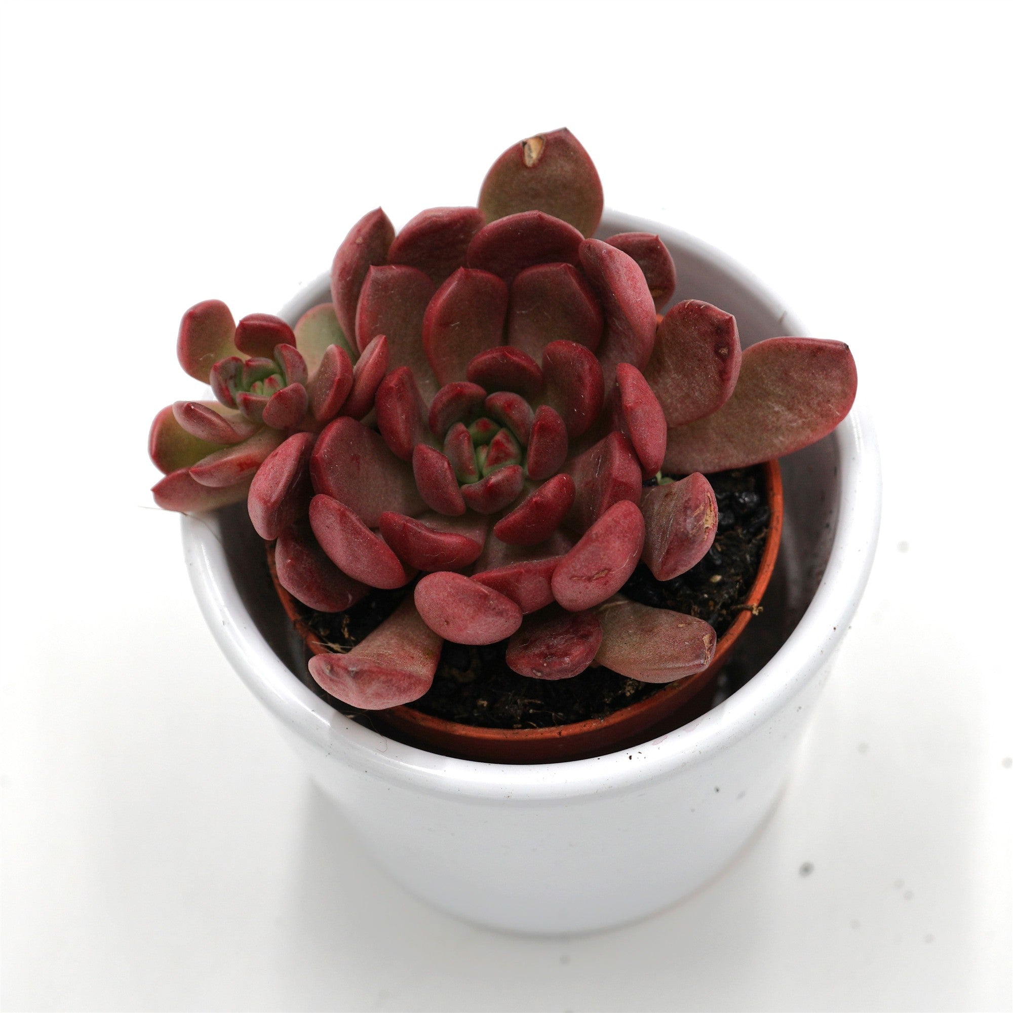 pasiora-x-graptoveria-pink-ruby-sukkulente-5-5cm-topf image 2