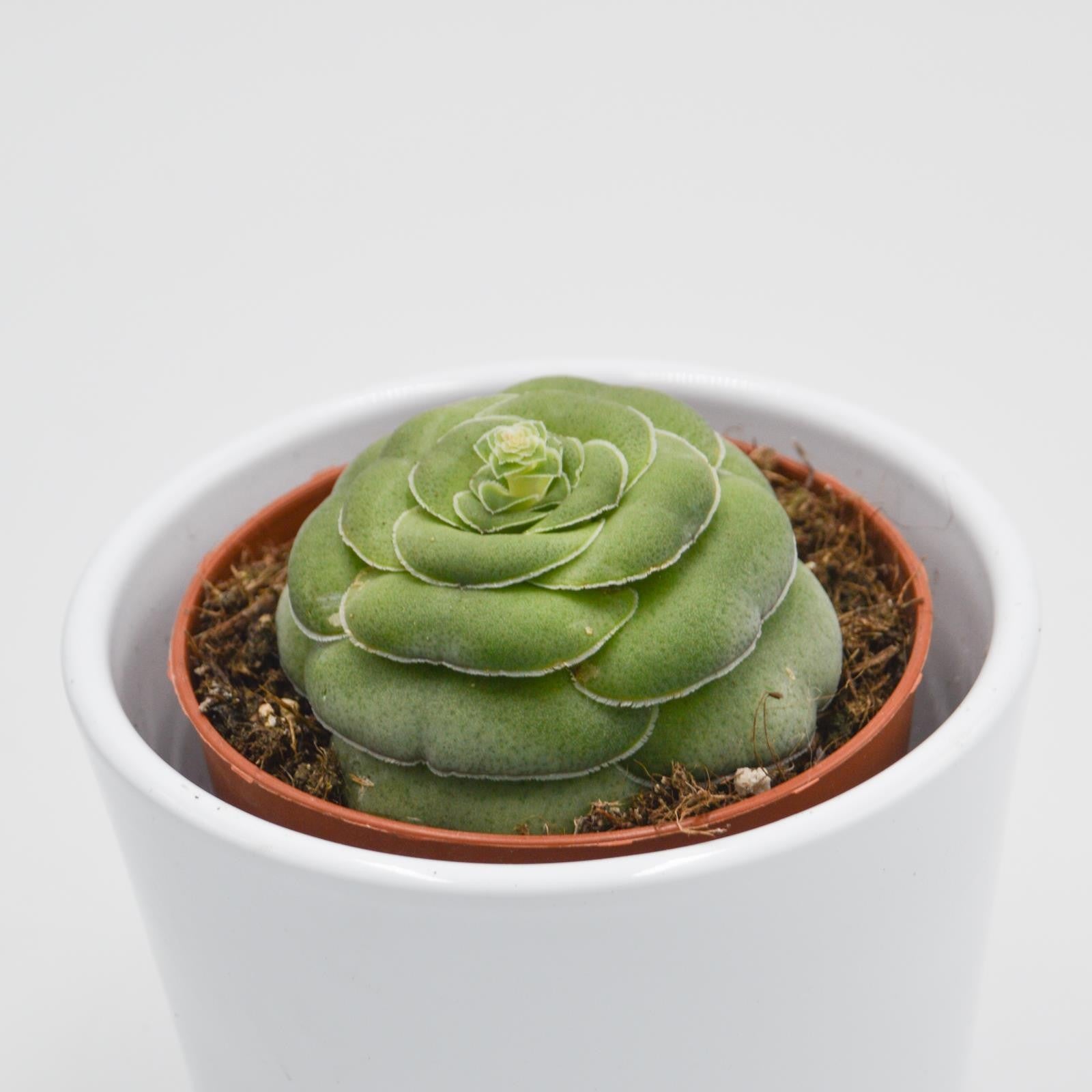 pasiora-crassula-capitella-v-turrita-sukkulente-8-5cm image 3