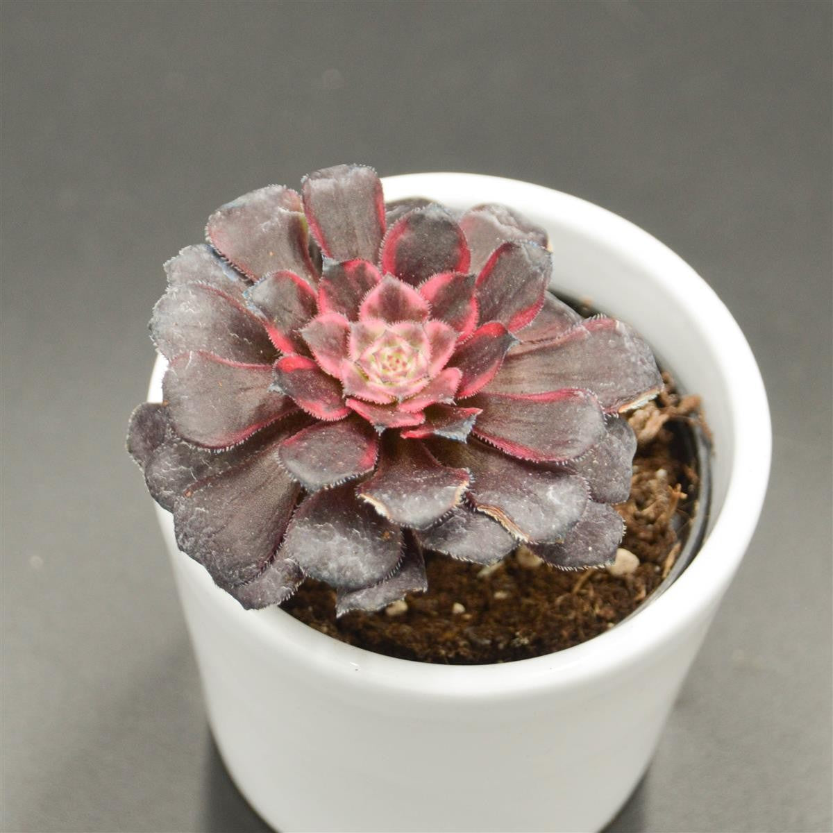 pasiora-aeonium-red-king-kong-sukkulente-6cm-topf image 2