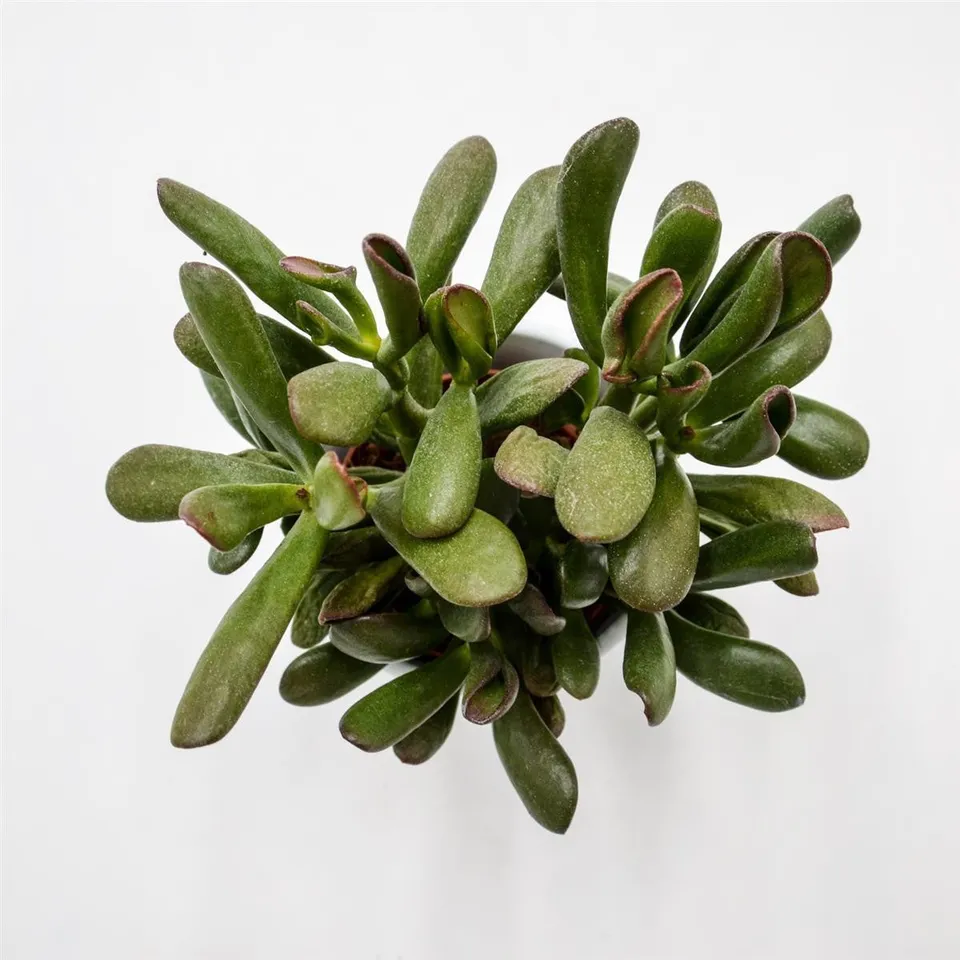 pasiora-crassula-hobbit-sunset-sukkulente-8-5-cm-topf image 1