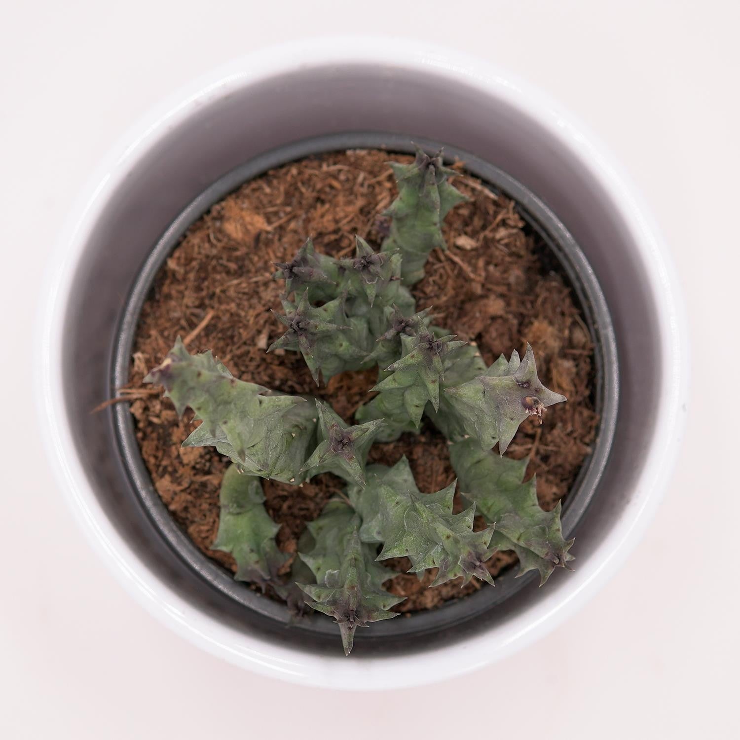pasiora-huernia-primulina-aasblume-sukkulente-8-cm-topf image 2
