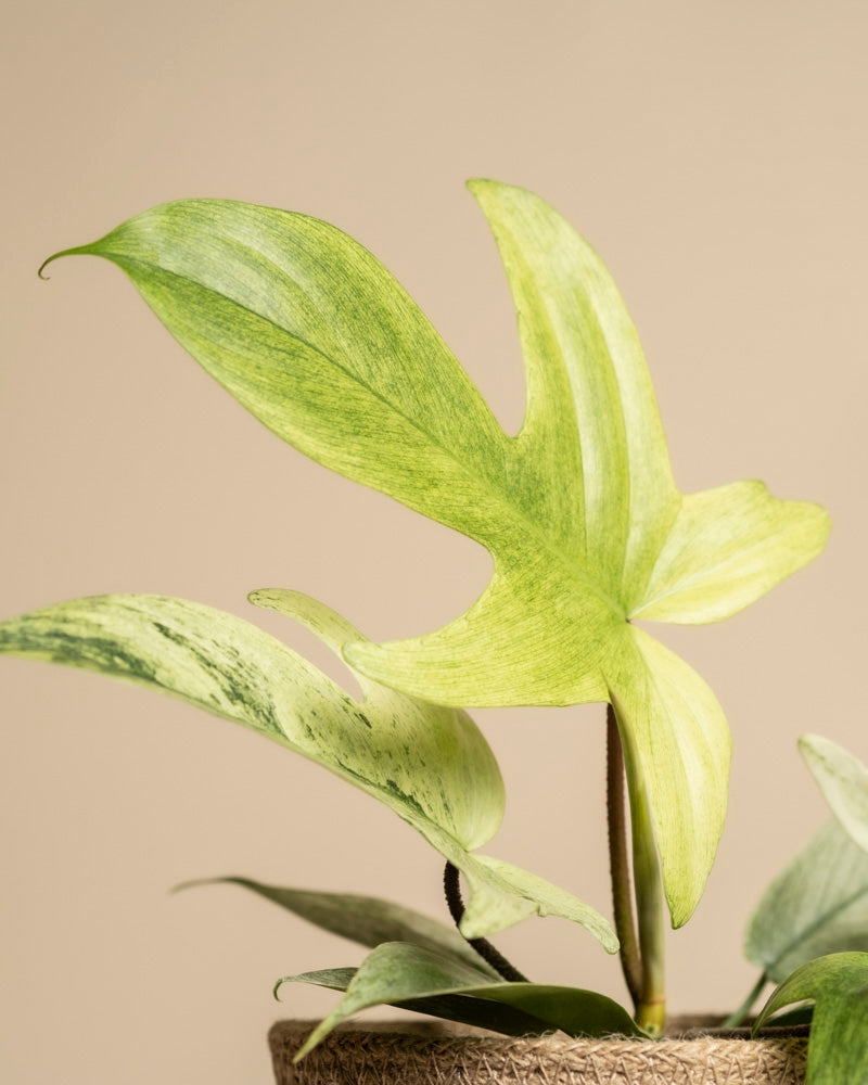 feey-philodendron-florida-ghost-rarit-t image 2