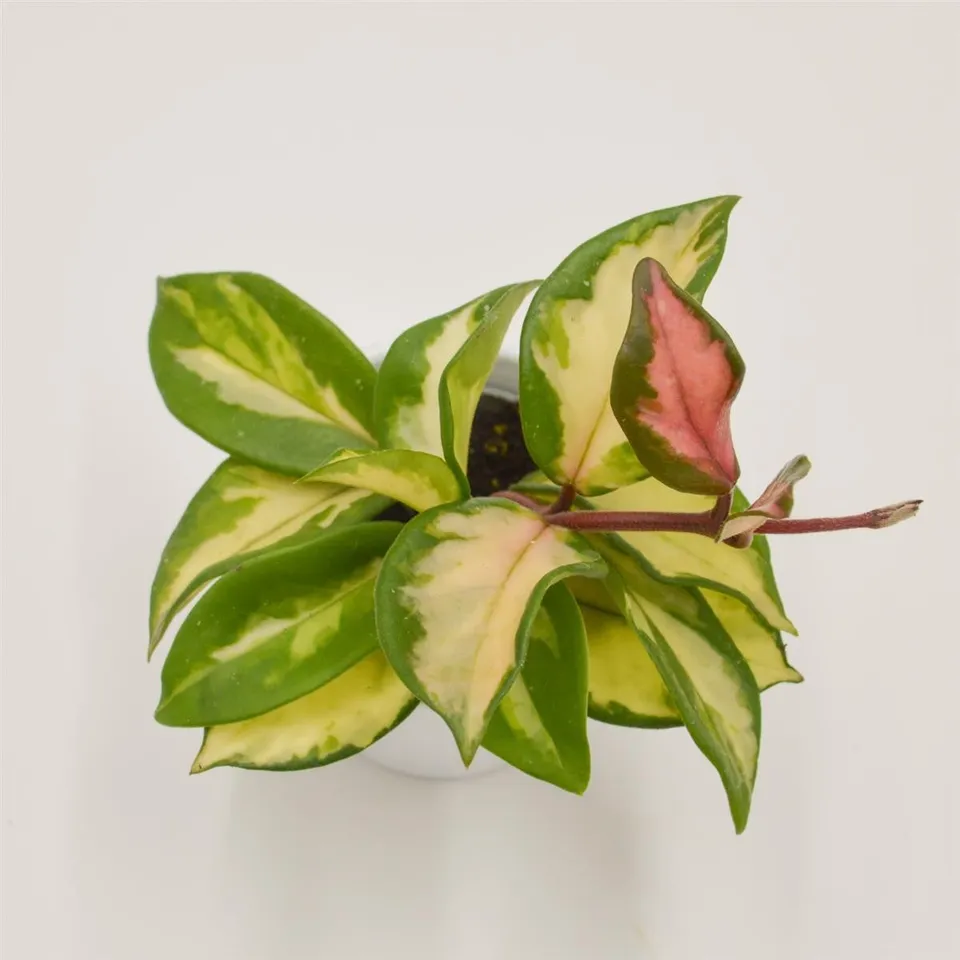 pasiora-hoya-carnosa-tricolor-wachsblume-6cm-topf image 1
